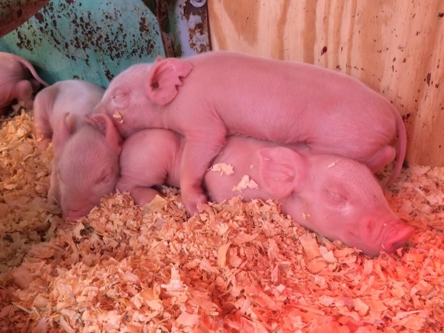 Baby Pigs!