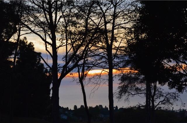 Tree+Line+Sunset