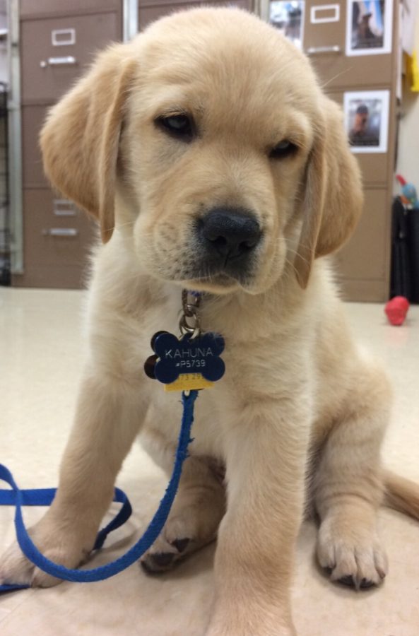 Kahuna has arrived. This pup will be Ms.Rohrers 6th guide dog in training. Anissa Carcido says, I love Kahuna hes so cute!
