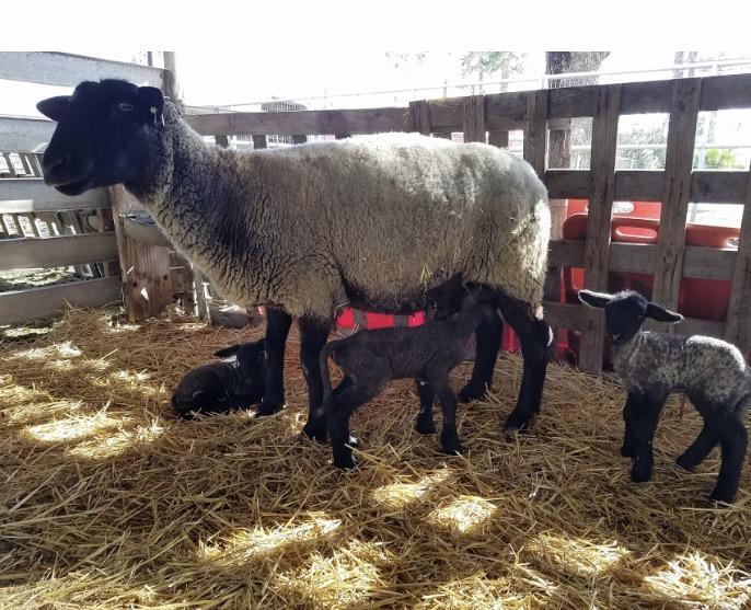 The newborn triplets are being left alone all day with their mother to get fed. I love how the FFA family is becoming bigger and bigger each year, claims student, Izabella Ruiz. The prices of the newborns will be informed for future buyers. 