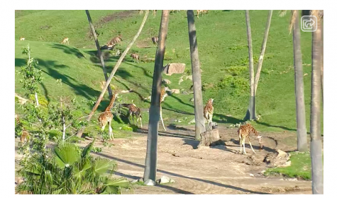 Giraffes, rhinos, and more animals can be viewed live at the African Plains habitat at the San Diego Zoo Safari Park.