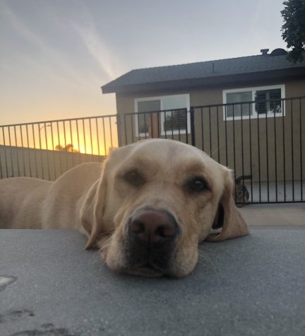 Tally is resting her head on the ledge of a juccuzi as the sun is setting in the background. She loves spending every minute of the day with her family, especially the late night adventures to the pantry.