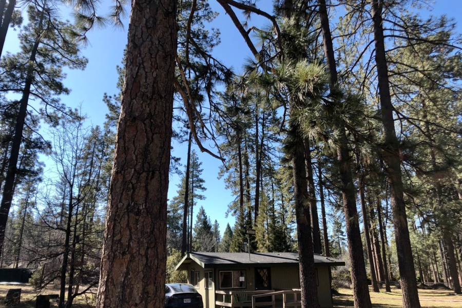 A view of the cabins and forests of Idyllwild Pines