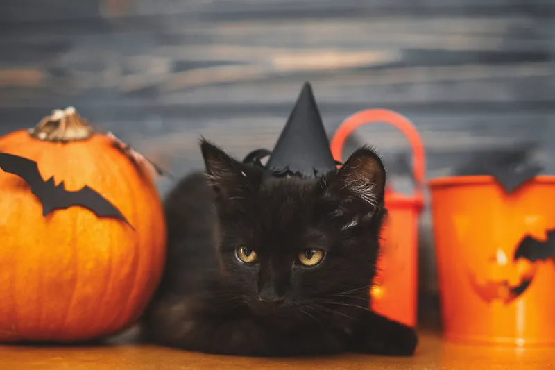 Black cat wearing witches hat surrounded by pumpkins. 